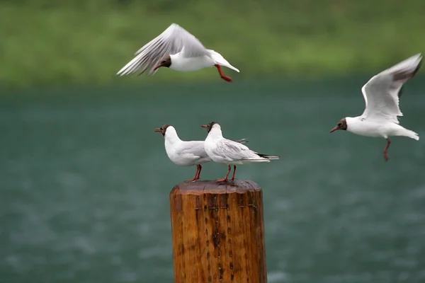 a truly rare spectacle that lost gulls at koenigssee. i could look at them and take pictures on st. bartholomew at rest. because a lot going on was not due to the floods. at 12:07. shipping has been set.