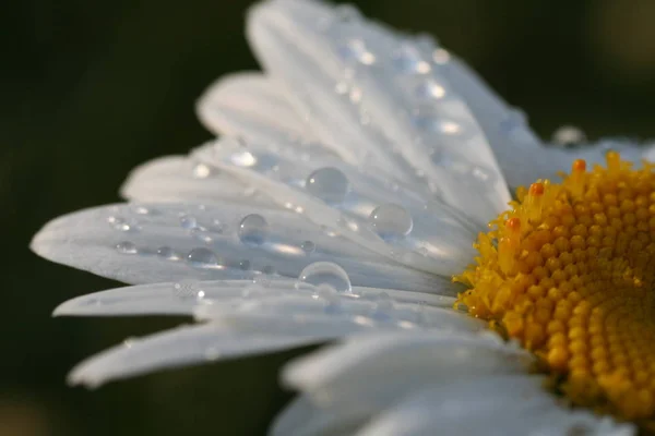 Bunga Mekar Yang Indah Latar Belakang Konsep Alam — Stok Foto