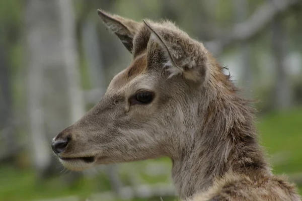 Kutup Hayvanat Bahçesindeki Genç Bir Geyik Norveç Kutup Hayvanat Bahçesi — Stok fotoğraf