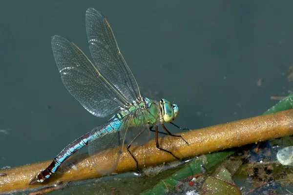 Completezza Qui Una Registrazione Della Libellula Dell Imperatore Femminile Con — Foto Stock