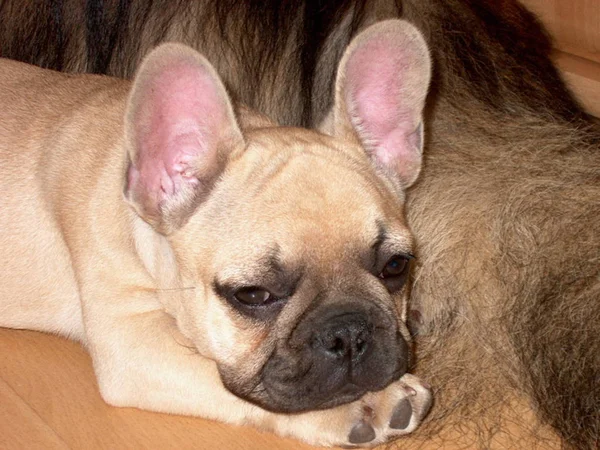 Francês Bulldog Cachorro Pedigree Animal Estimação — Fotografia de Stock
