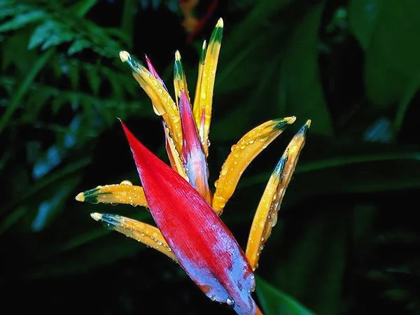 美しい花 花のコンセプトの背景 — ストック写真