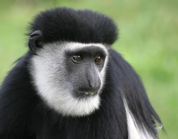 Närbild Djur Zoo — Stockfoto