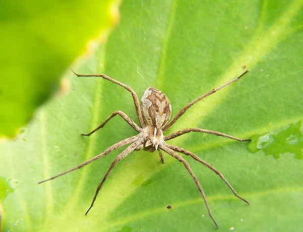 Closeup Bug Wild Nature — Stock Photo, Image