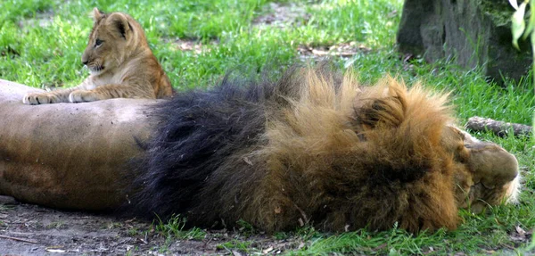 Zbliżenie Zwierząt Zoo — Zdjęcie stockowe