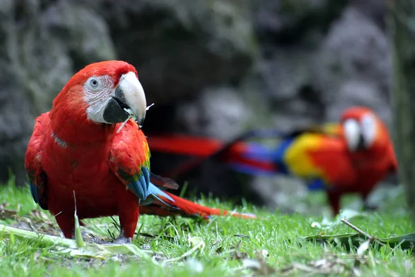 Vista Cerca Hermoso Loro Guacamayo — Foto de Stock