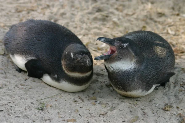 Симпатичные Пингвины Дикой Природе — стоковое фото
