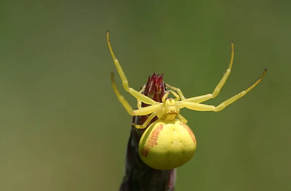 Τρομακτικό Ζώο Αράχνη Αρπακτικό — Φωτογραφία Αρχείου