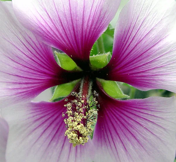 Güzel Botanik Fotoğrafı Doğal Duvar Kağıdı — Stok fotoğraf