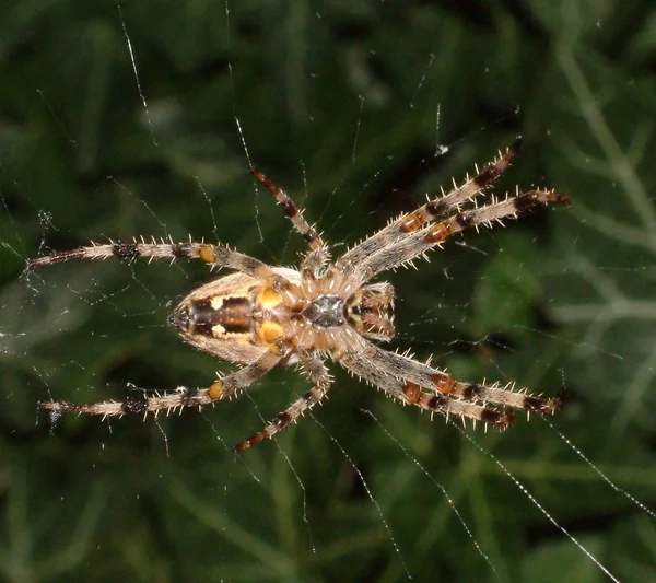 Effrayant Insecte Araignée Effrayant — Photo