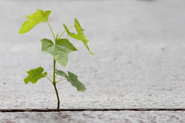 Cette Photo Vient Projet Photocommunauté Ange Vacille Agit Plantes Elles — Photo