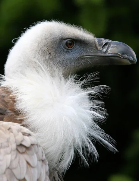 Typisch Zoals Bij Meeste Gieren Van Naakte Nek Die Relatief — Stockfoto