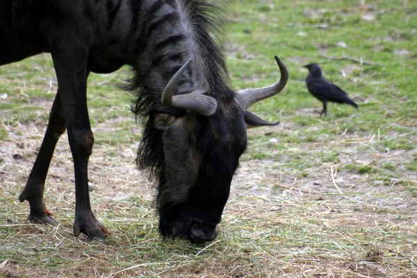 Gros Plan Animal Zoo — Photo