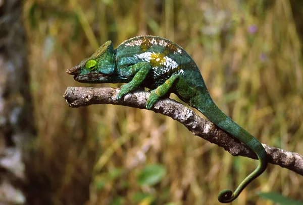 Reptil Lagarto Exótico Camaleón — Foto de Stock