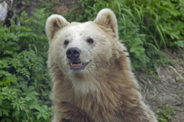 Although Called Brown Bear His Fur Rather White Case — Stock Photo, Image