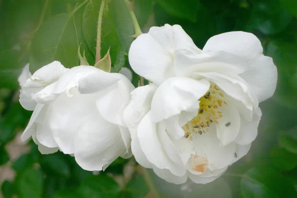 Malerische Ansicht Der Schönen Weißen Rose Blume — Stockfoto