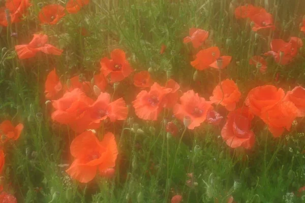 Vista Cerca Hermosas Flores Amapola Silvestre — Foto de Stock