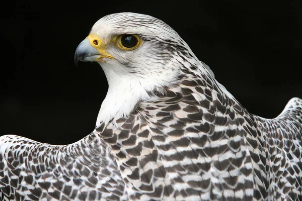 Scenic View Beautiful Falcon Nature — Stock Photo, Image