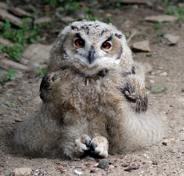 フクロウは夜の王と考えられています 結果としてこの小さなブボ シビリキウス ユングヴォゲルはこのポーズの中で雄大にしか見えない小さな王子です そこで彼は祝う理由を思いつきました フクロウは昔から — ストック写真