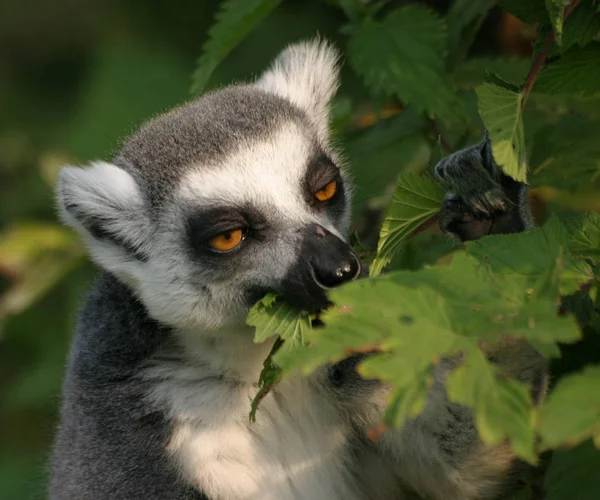Ring tailed lemur animal, flora and fauna