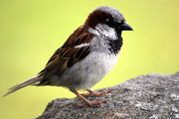 Szenischer Blick Auf Niedlichen Sperling Vogel — Stockfoto