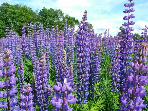 Lupin Fleurs Flore Des Prairies — Photo