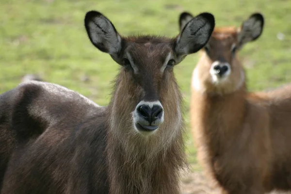 Does Anybody Know How Antelope Type Thanks Your Help Determining — Stock Photo, Image