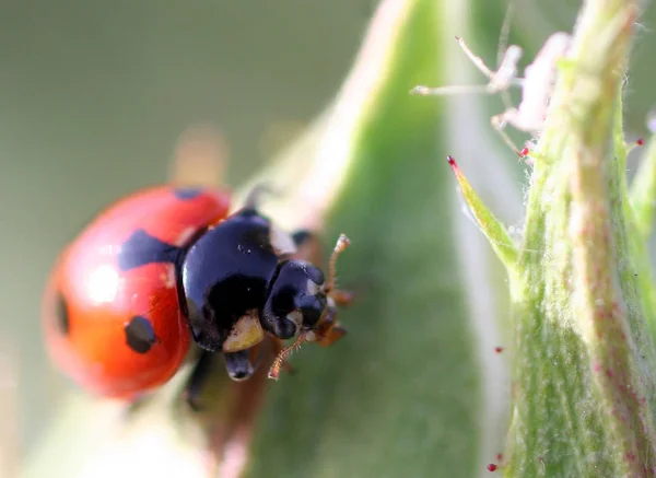 Nahaufnahme Von Wanzen Der Wilden Natur — Stockfoto