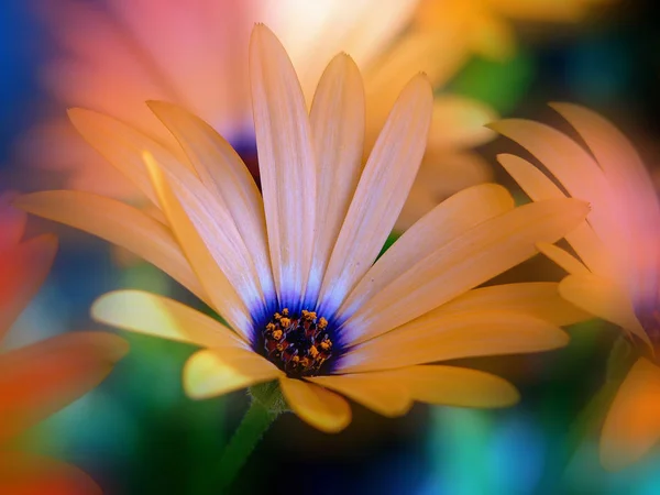 Schöne Blumen Blumiges Konzept Hintergrund — Stockfoto