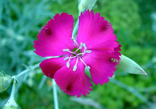 Vackra Blommor Blommigt Koncept Bakgrund — Stockfoto