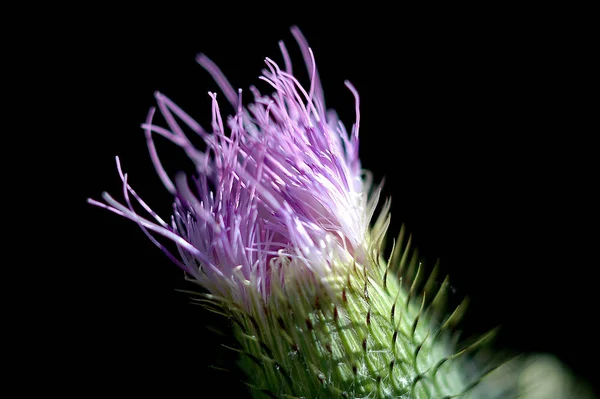 Будяк Дике Поле Квіти Флора Природа — стокове фото