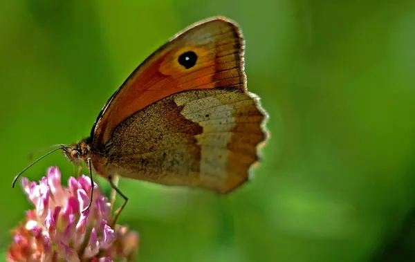 Vue Rapprochée Beau Papillon Coloré — Photo