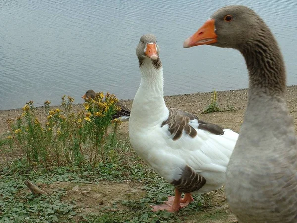 Pintoresco Disparo Aves Escena Exterior —  Fotos de Stock