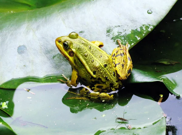 トッド 爬虫類カエル両生類 — ストック写真