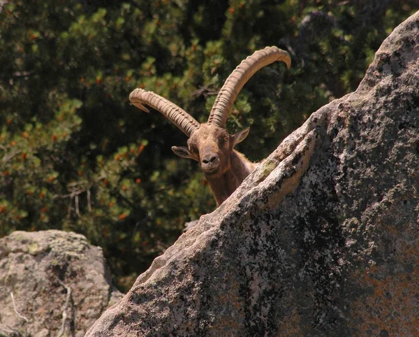 Ontstaan Een Wildpark Pyreneeën Juli 2005 — Stockfoto