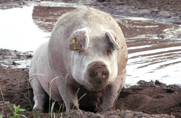 Porco Doméstico Forma Domesticada Javali Selvagem Forma Com Ele Único — Fotografia de Stock
