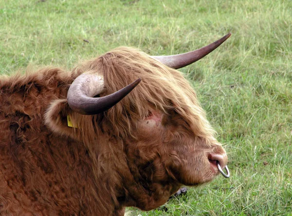 Vem Att Komma — Stockfoto