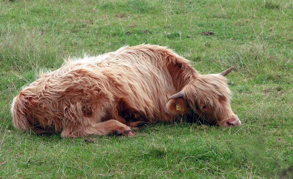 Krowa Trawie — Zdjęcie stockowe