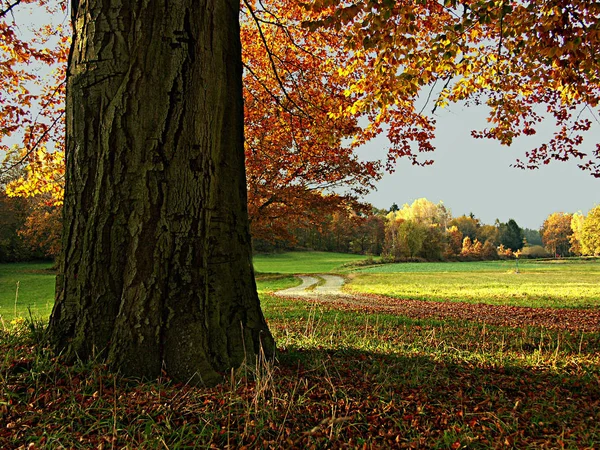 Nature Botany Flora Trees — Stock Photo, Image