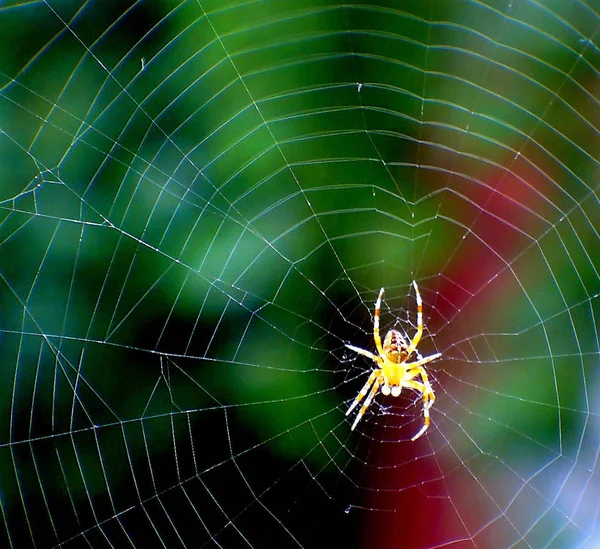 Spindel Insektsfälla Djur — Stockfoto