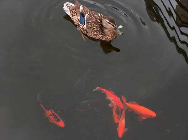 Grenaille Observation Canards Dans Nature — Photo