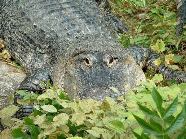 Solo Tuoi Occhi — Foto Stock