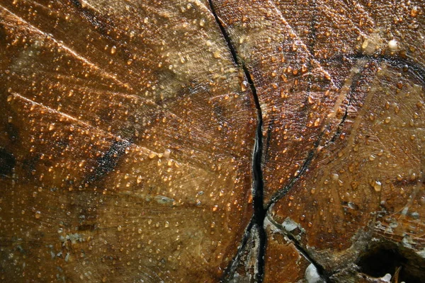 Kora Pnia Drzewa Drewno Drewniane — Zdjęcie stockowe