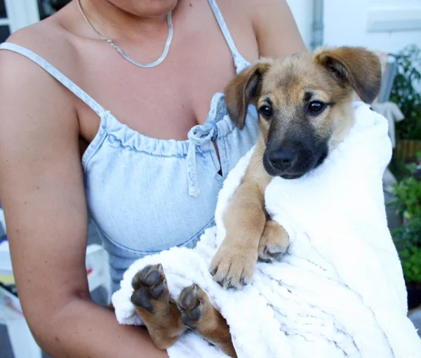 Şirin Köpek Yavrularının Manzarası — Stok fotoğraf