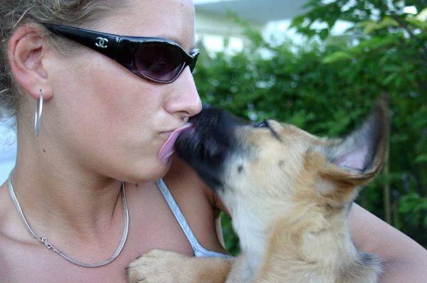 Scenic View Cute Puppies — Stock Photo, Image