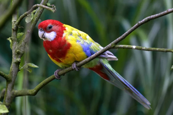 Vista Panorâmica Belo Papagaio Natureza — Fotografia de Stock