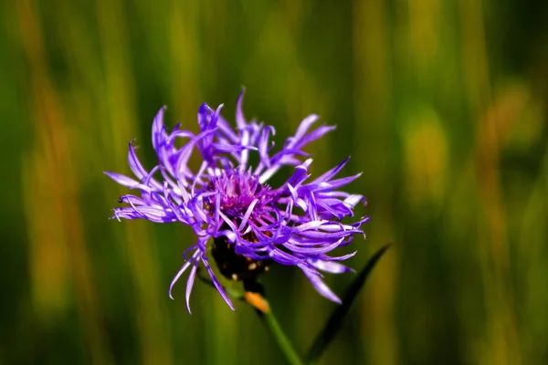 Krásný Kvetoucí Květina Příroda Koncept Pozadí — Stock fotografie