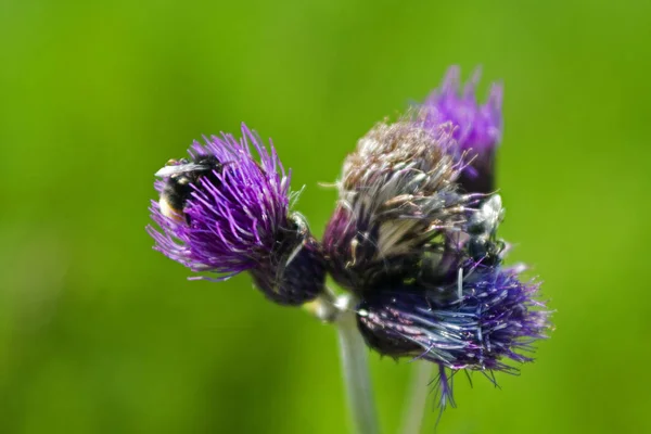 Beautiful Botanical Shot Natural Wallpaper — Stock Photo, Image