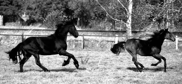 Los Dos Caballos Fueron Fotografiados Analogía Con Película Diapositivas Agfa — Foto de Stock