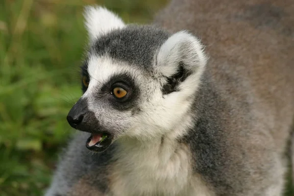 Ring Tailed Lemur Animal Flora Fauna — Stock Photo, Image
